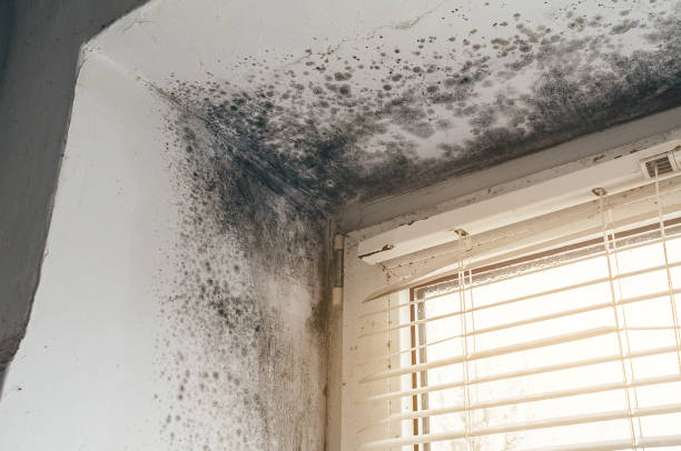 Affordable Basement Mold Removal solutions in Hummelstown, PA